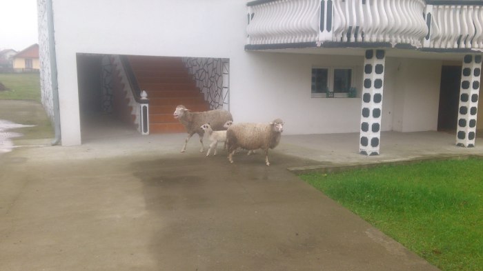 Schafe vor der "Villa"